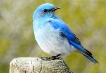 Mountain bluebird in Calgary