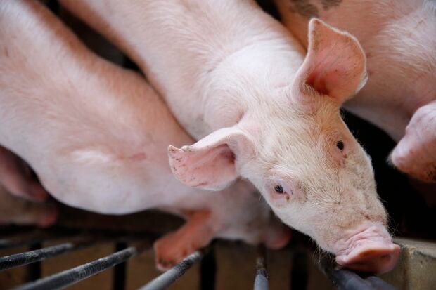 America's Pig Farmer of the Year Award Winner