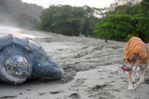 leatherback sea turtle