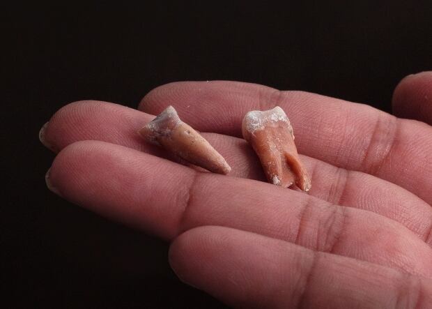 Hobbit Ancestors