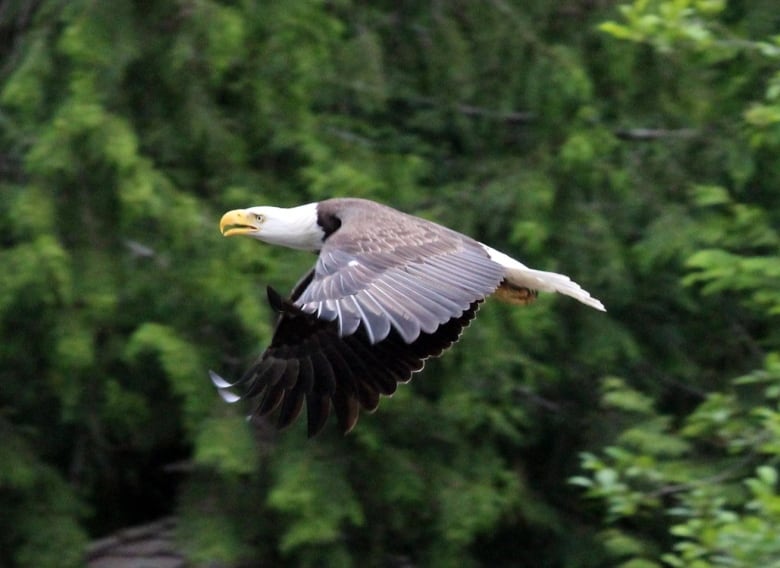 Canada goose 2024 vs bald eagle