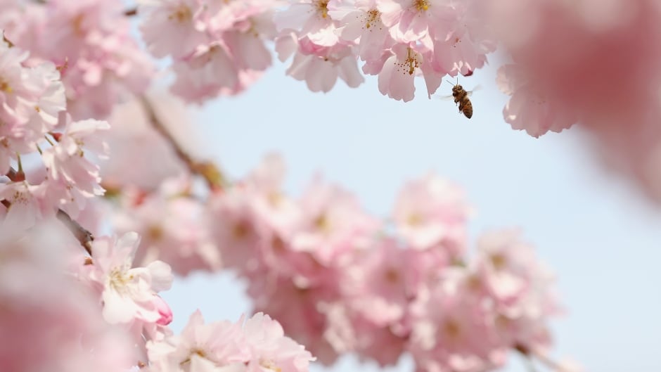 LONDON, ENGLAND - APRIL 11: A bee pollinates blossom on April 11, 2016 in London, England. Blossom has flowered as milder weather begins to arrive, though wintery weather delivered snow to northern parts of the United Kingdom over the weekend. (Photo by Dan Kitwood/Getty Images)