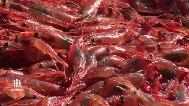 Northern Shrimp