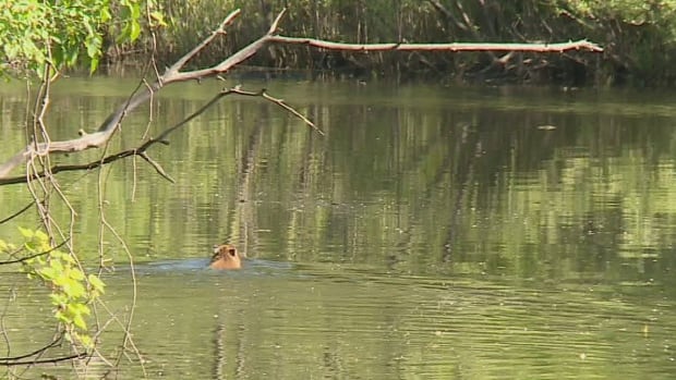 http://www.cbc.ca/news/canada/toronto/capybara-live-toronto-video-1.3628334 (Mike Heenan/CBC)