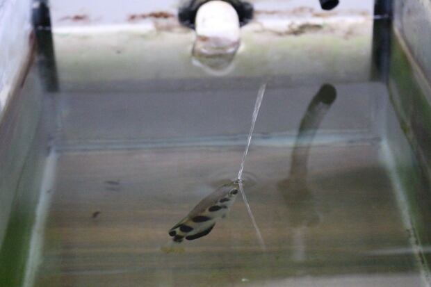 Archerfish spit