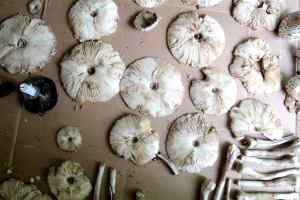 FEAST Foraged Mushrooms in Edmonton