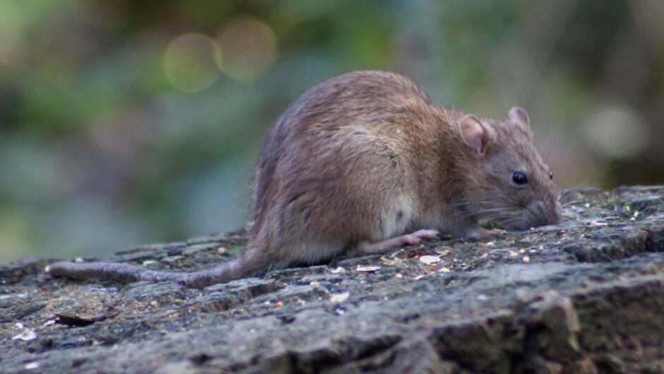'Rats have been causing human illness in Brazil long before Zika,' says Chelsea Himsworth, lead researcher for the Vancouver Rat Project.