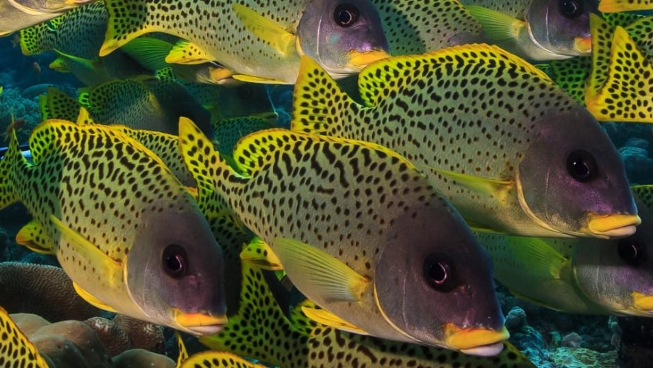 An international team of 39 scientists looked at the amount of fish or "biomass" at 2,514 coral reefs worldwide and tried to identify which reefs had unexpectedly more or less fish than others.
