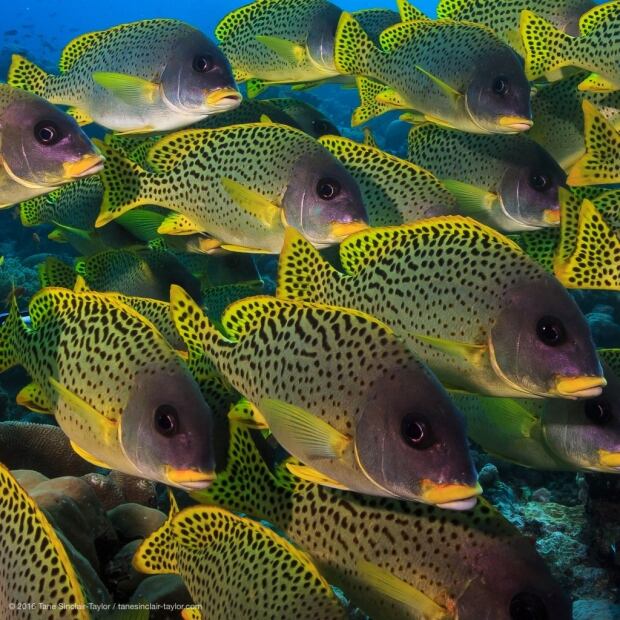 Reef fish