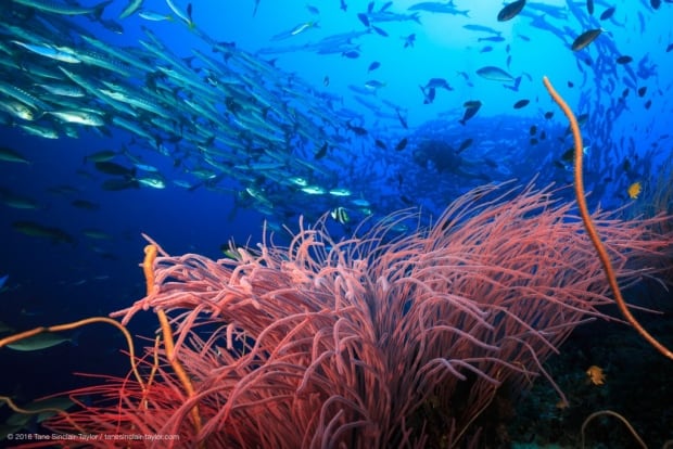 Coral reef