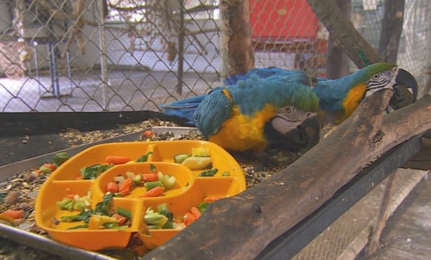 Coombs World Parrot Refuge, Parrot with food