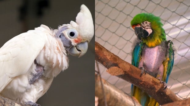 Coombs World Parrot Refuge Mutilated Parrot Refuge
