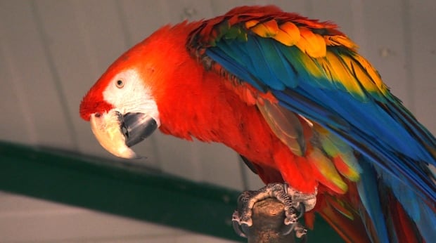 Coombs World Parrot Refuge Red Macaw
