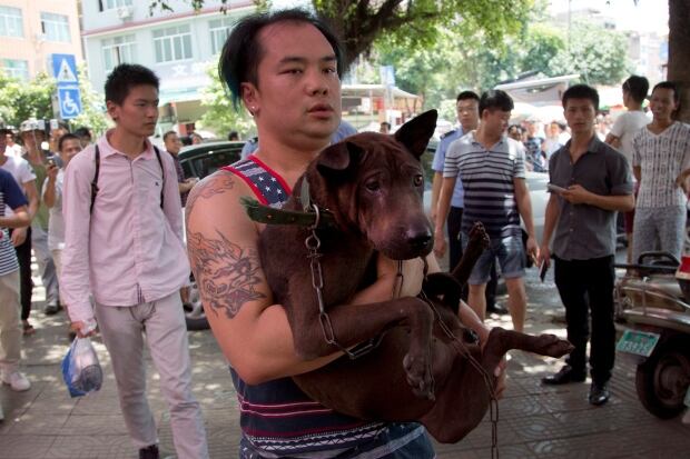 Cat Meat For Sale Toronto Cat Meat For Sale Toronto