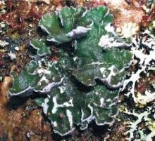 boreal felt lichen
