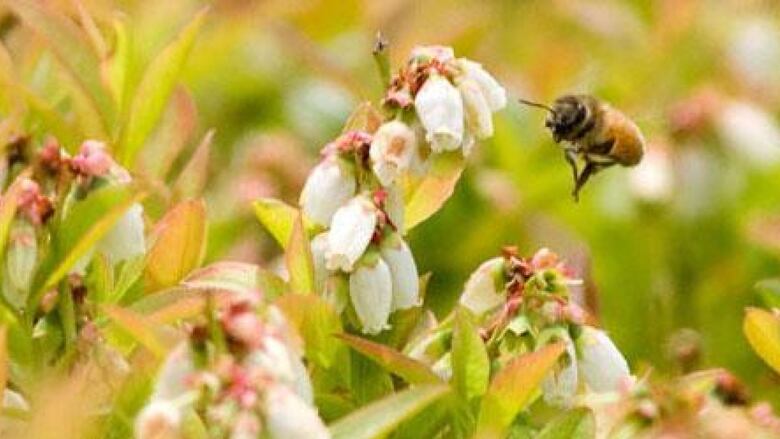 Bee pollinating blueberry flower. 