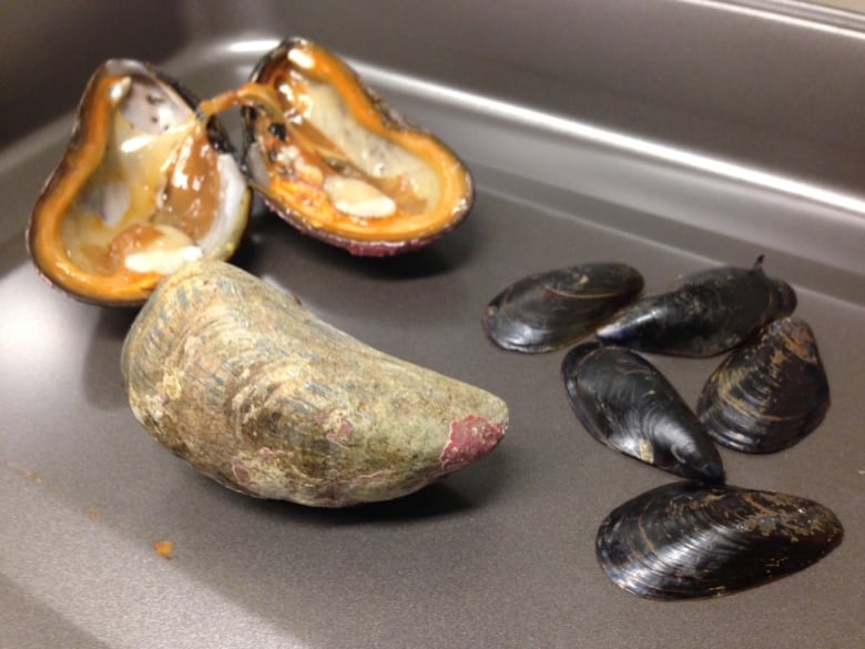 Little blue mussels big business in Newfoundland and Labrador CBC News