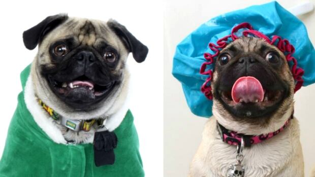 Pug Prom