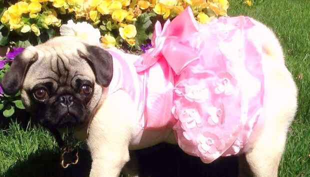 Pug Prom Calgary