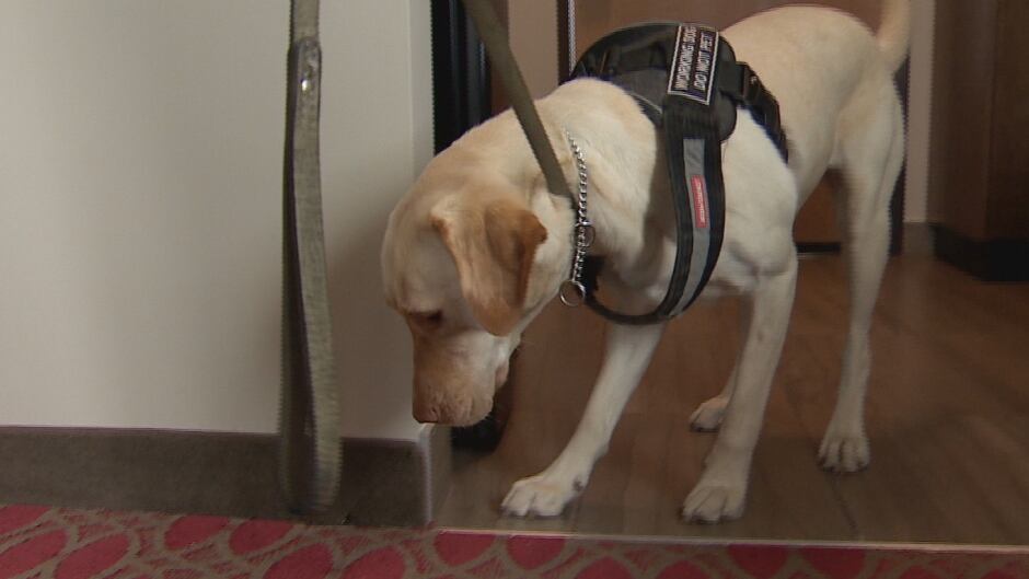 How Much Is A Bed Bug Sniffing Dog