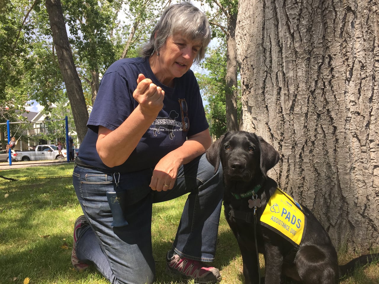 Are Service Dogs In Training Allowed On Airplanes