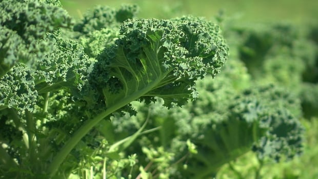 Kale leaf