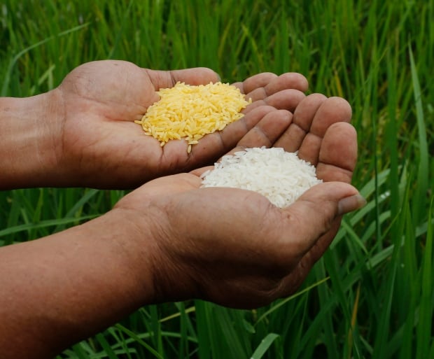 Golden Rice