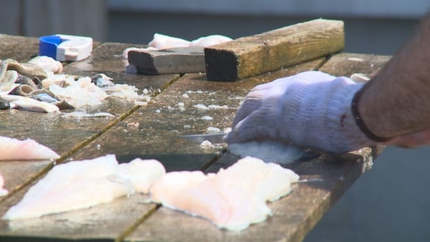 Gutting fish in Quidi Vidi