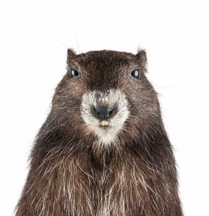 VANCOUVER ISLAND MARMOT