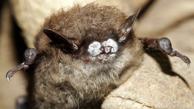 bat with white nose syndrome