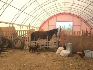 Horse at Northern Farm Training Institute