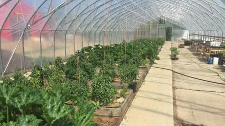 The greenhouse at the Northern Farm Training Institute. The organization's president wants to develop a model farm that can feed 200 people. Garden at Northern Farm Training Institute