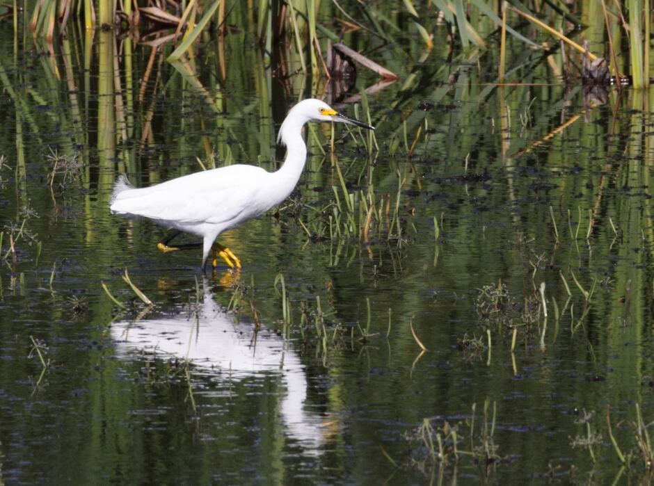 solution for flood prone manitoba wetland divides farmers solution for flood prone manitoba wetland divides farmers