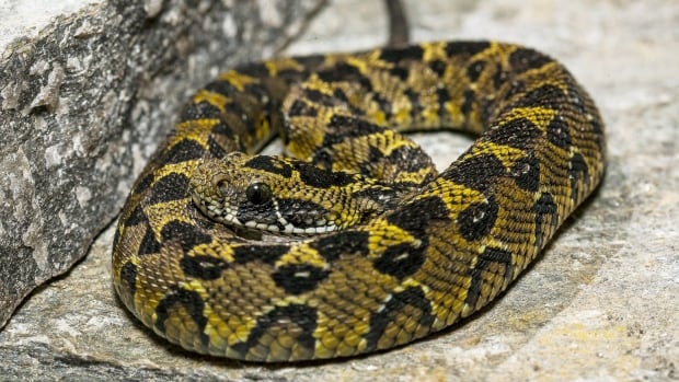 Illegal venomous snakes found in mail Canada Post distribution centre