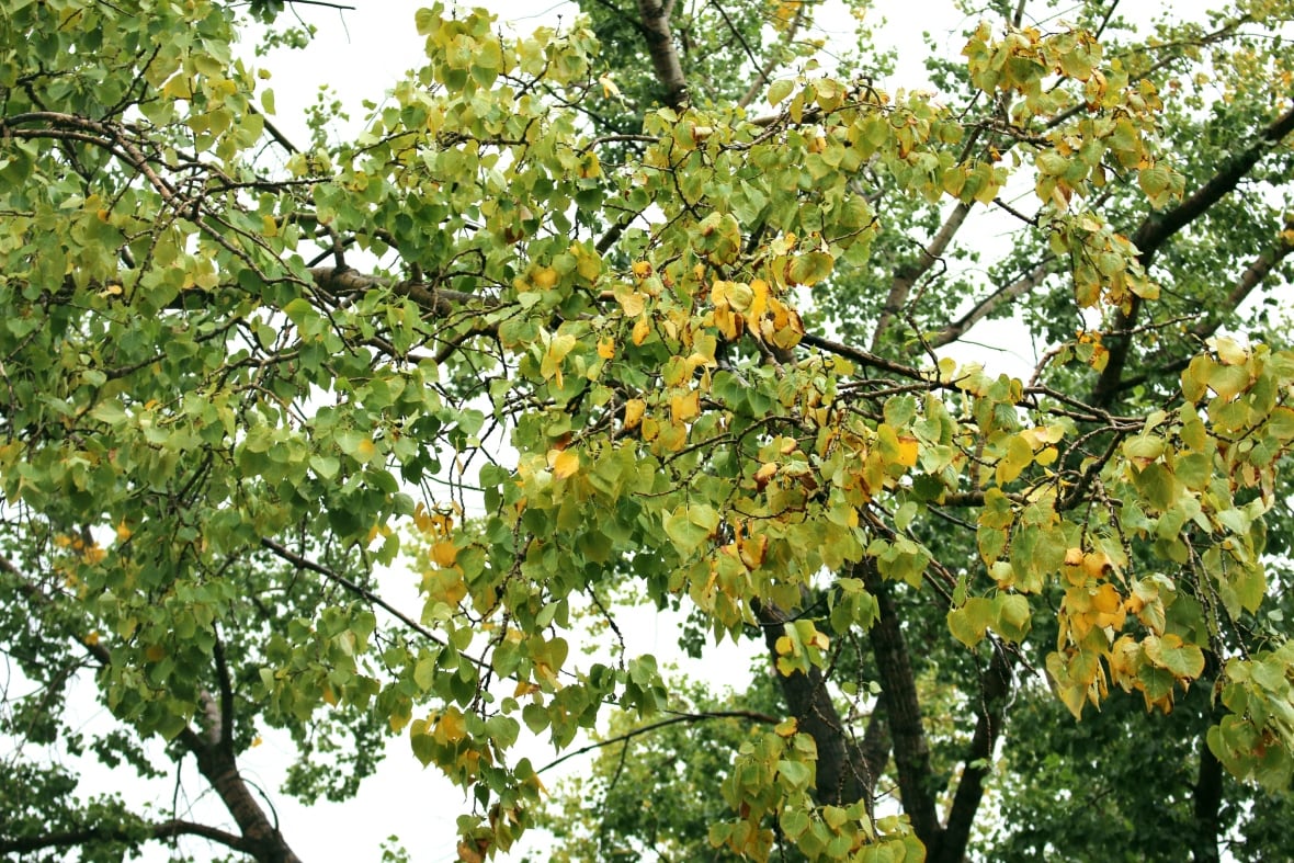 Calgary's deciduous trees turn yellow from drought CBC News