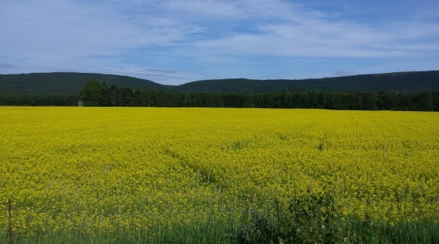 Canola field in Pasadena