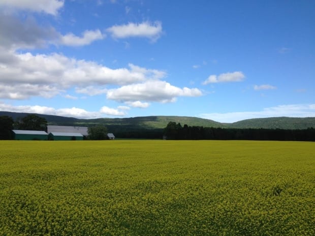 Canola field near Pasadena