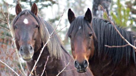 In the early 20th Century, horses were used in logging and mining operations. When those operations stopped, many of the horses were turned loose. Over the years, illegally released and escaped horses have joined these herds to make the current feral population. Wild Horses