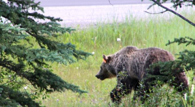 Bear 164