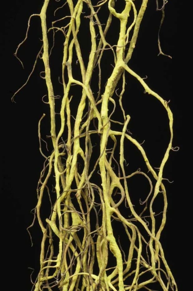 Tortured horsehair lichen