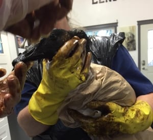 Canada Goose Oil Spill