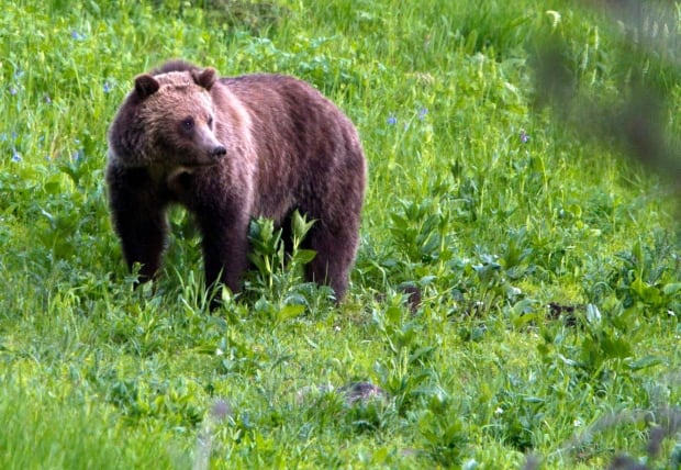 Hunting Grizzlies