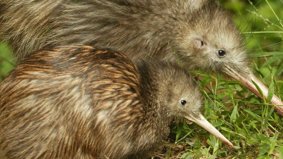 The government is hoping a rat-free countryside will give a boost to native birds, including the iconic kiwi.