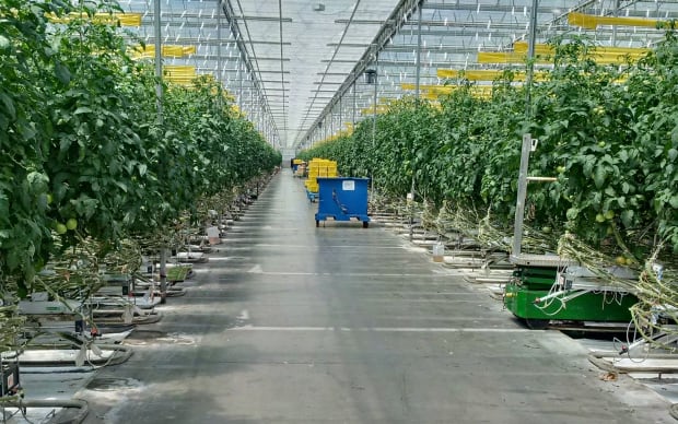 Stock Leamington Greenhouse