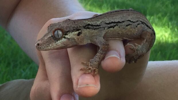 Westjet Finds Pet Gecko Lost For 3 Days In Cargo British