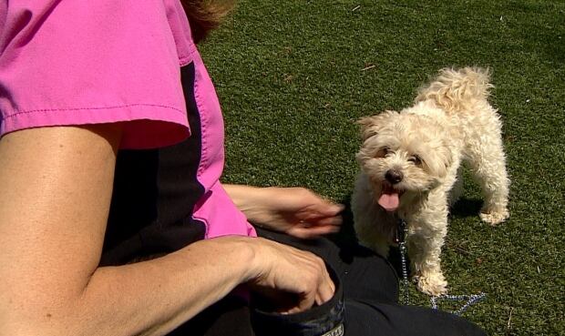 Dog recall training 2