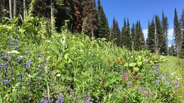 Waterton wildflowers will bloom again following wildfire, says ...
