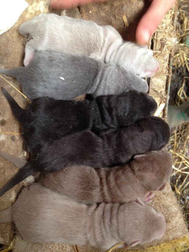 P.E.I. mink industry barely hanging on in tough times