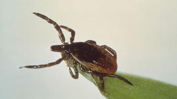 Little sign of new tick-borne disease on Prince Edward Island — so far