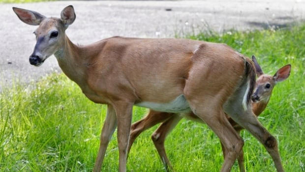 Over-protective deer attack two dogs and their owners near Victoria